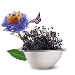 Blueberry Muffin